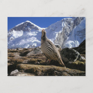 Carte postale Partridge in Himalayas