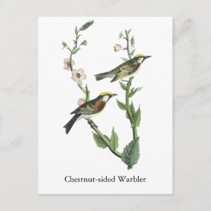 Carte Postale Paruline à châtaignes, John Audubon