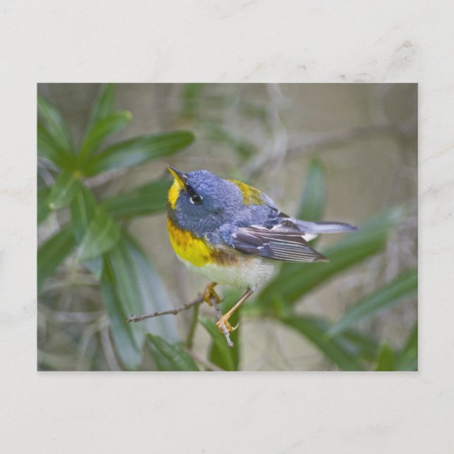 Carte Postale Paruline à collier (Parula americana) (Devant)