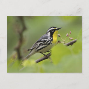 Carte Postale Paruline à gorge jaune mâle, Dendroica