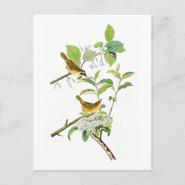 Carte Postale Paruline à poitrine jaune John Audubon Birds Améri (Devant)