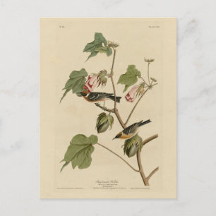 Carte Postale Paruline à poitrine large - Audubon's Birds of Ame