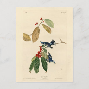 Carte Postale Paruline azurée (Cerulean), Audubon Birds of Ameri