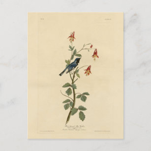 Carte Postale Paruline bleue à gorge noire, Audubon Birds Amériq
