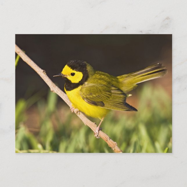 Carte Postale Paruline citrine (Wilsonia citrina) (Devant)