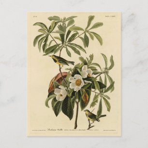 Carte Postale Paruline de Bachman, d'Audubon's Birds of America