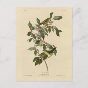 Carte Postale Paruline de Nashville de Audubon's Birds of Americ