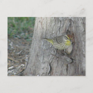 Carte Postale Paruline de palme