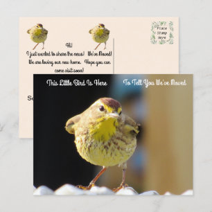 Carte Postale Paruline de palme - Oiseau de Jardin Nouvelle cart
