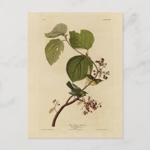 Carte Postale Paruline des marais de pin d'Audubon's Birds of Am