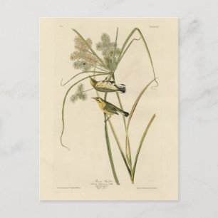 Carte Postale Paruline des Prairies d'Audubon's Birds of America
