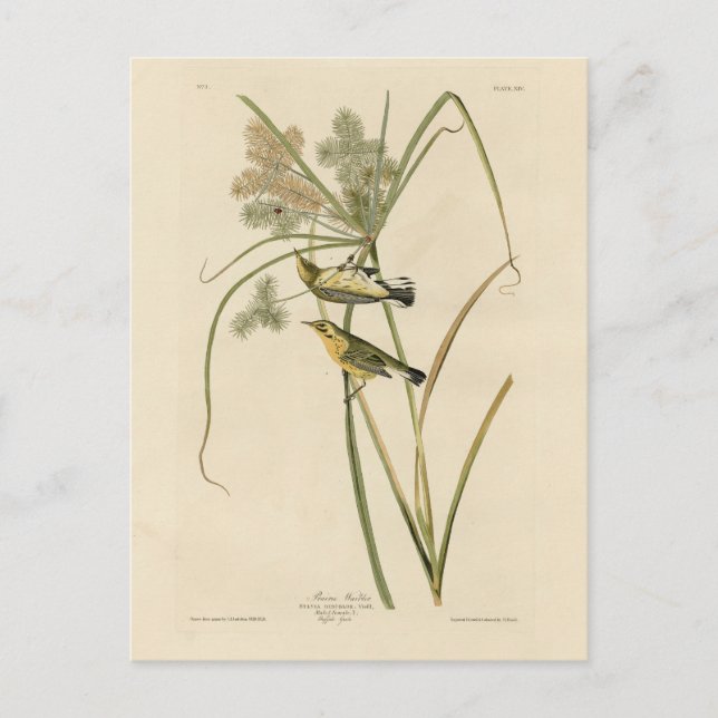 Carte Postale Paruline des Prairies d'Audubon's Birds of America (Devant)