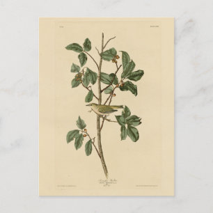 Carte Postale Paruline du Tennessee, d'Audubon's Birds of Americ