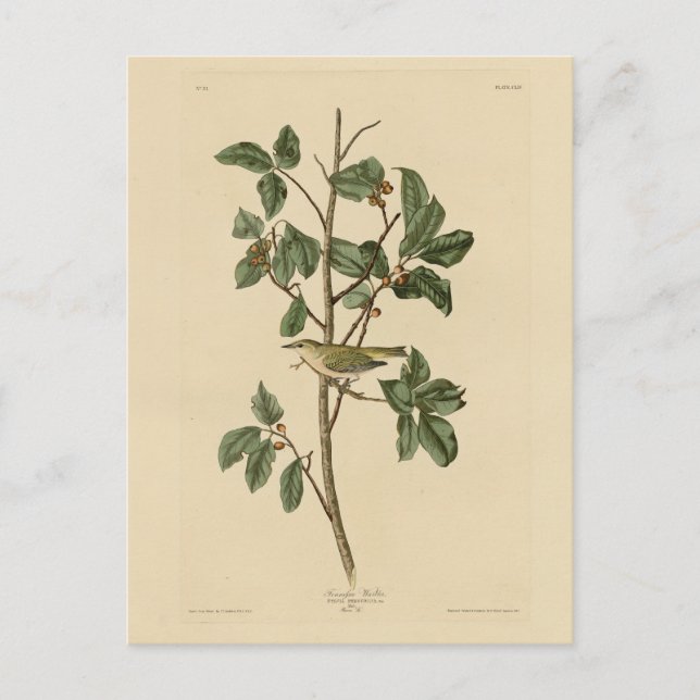 Carte Postale Paruline du Tennessee, d'Audubon's Birds of Americ (Devant)