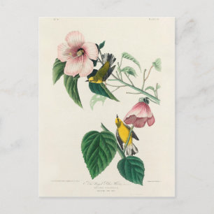 Carte Postale Paruline jaune à ailes bleues des oiseaux d'Amériq