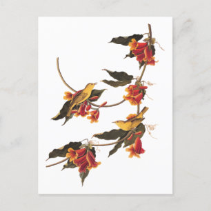 Carte Postale Paruline jaune Songbirds sur Flower Crossvine