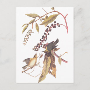 Carte Postale Paruline mangeuse de ver d'Audubon