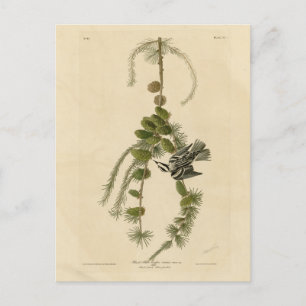 Carte Postale Paruline noir et blanc - Les Oiseaux d'Amérique d'