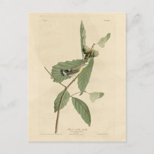 Carte Postale Paruline noire et jaune, Audubon's Birds of Americ