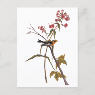 Carte Postale Paruline noire Vintage Audubon Songbird Art