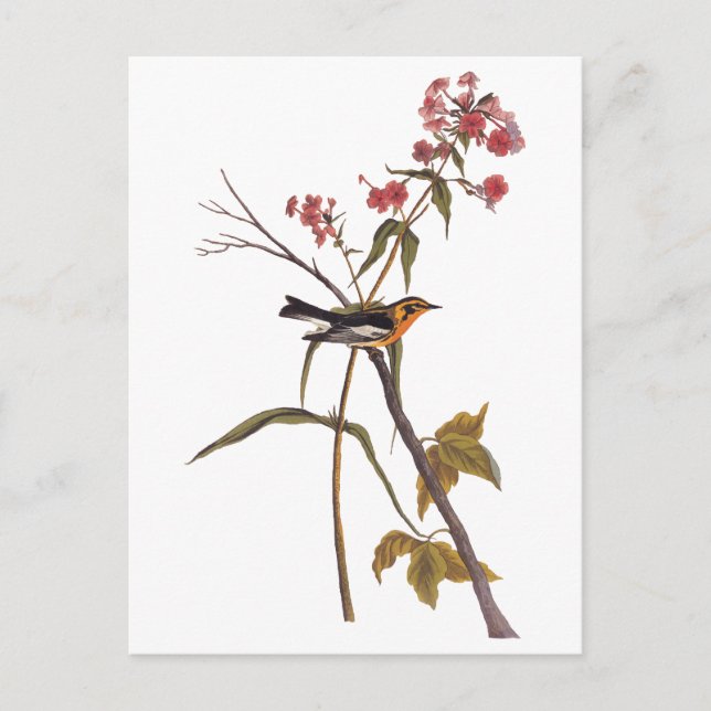 Carte Postale Paruline noire Vintage Audubon Songbird Art (Devant)