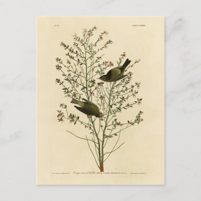 Carte Postale Paruline orangée, Oiseaux d'Amérique d'Audubon (Devant)