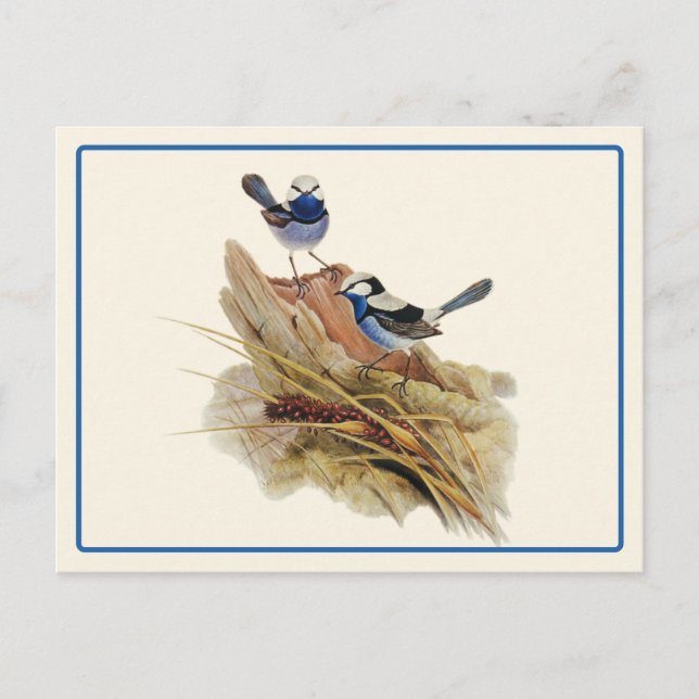 Carte Postale Paruline Turquoisine superbe (Devant)