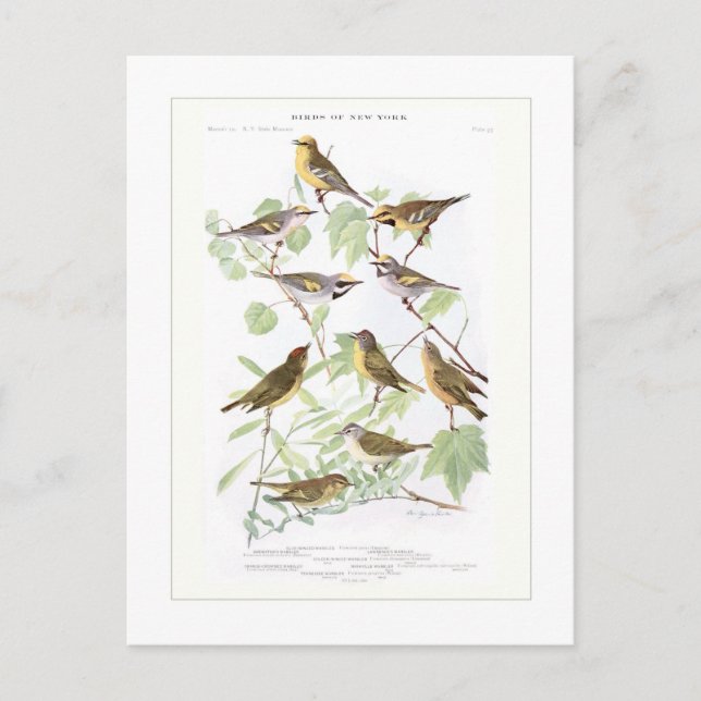 Carte Postale Parulines (Devant)