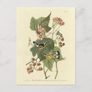 Carte Postale Parulines jaunes et noires Audubon's Birds of Amer