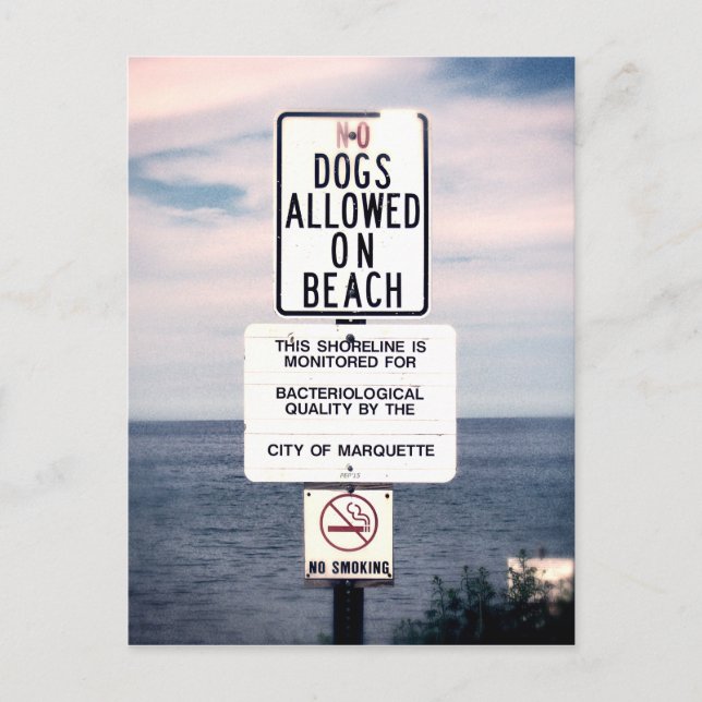 Carte Postale Pas De Chiens Autorisés Sur La Plage (Devant)