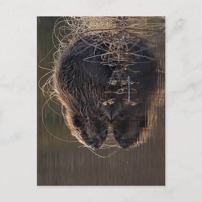 Carte Postale Pas de résolution supérieure disponible. Beaver_ph (Devant)