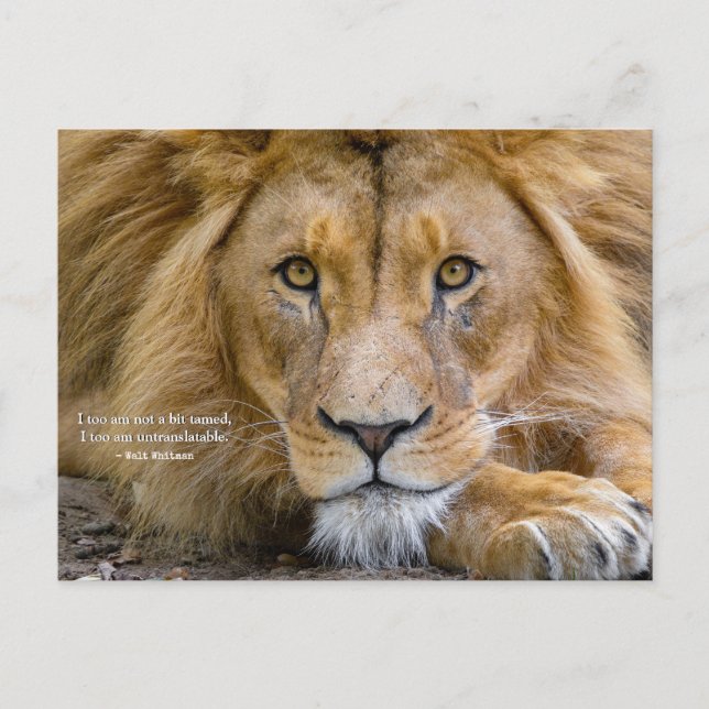 Carte Postale Pas du tout apprivoisé - Citation de motivation +  (Devant)