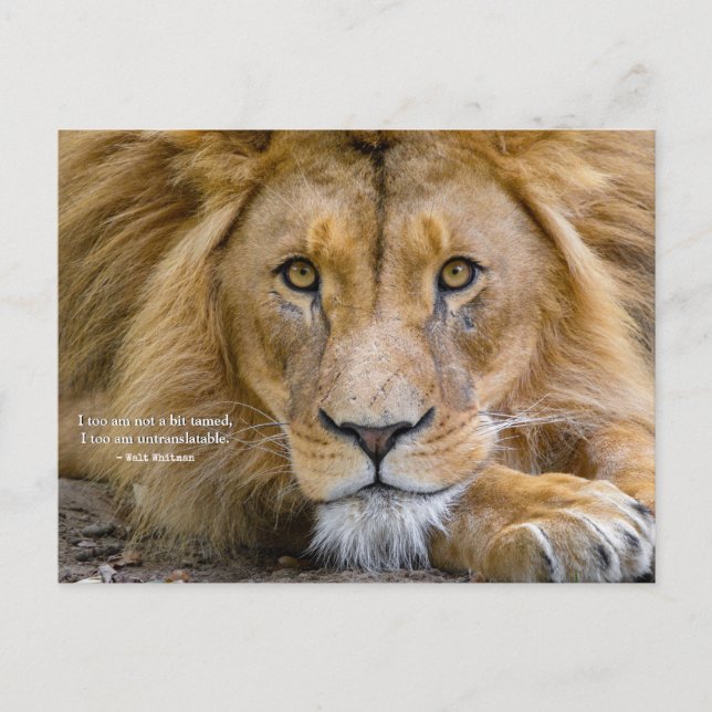 Carte Postale Pas du tout dompté - Citation de motivation + Votr (Devant)