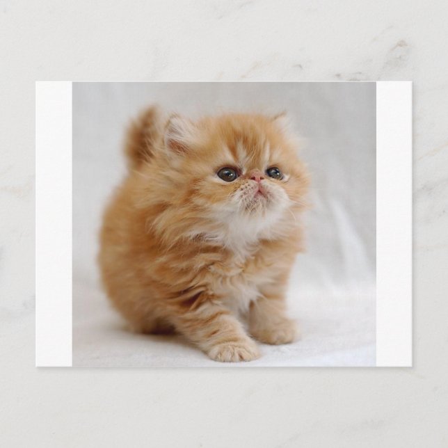 Carte Postale Pas Moi ! Feisty Orange Persian Kitten (Devant)