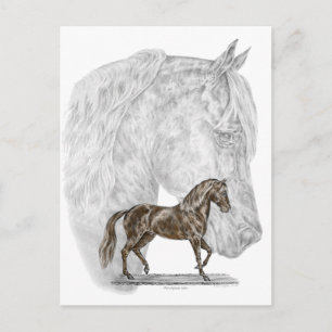 Carte Postale Paso Fino Cheval Art