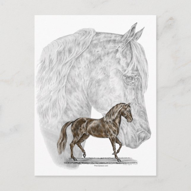Carte Postale Paso Fino Cheval Art (Devant)