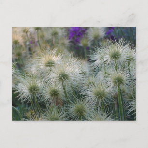 Carte Postale Pasque Flower Semences Heads