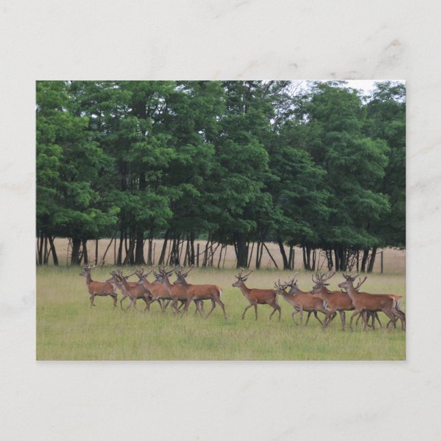 Carte Postale Passage des cerfs (Devant)