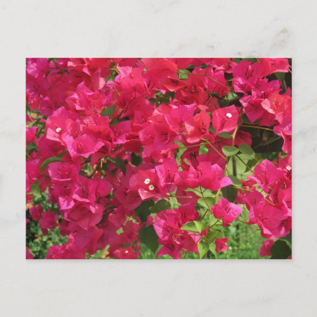 Carte Postale Passerelle de Bougainvilliers (Devant)