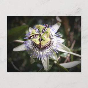 Carte Postale passiflora, fleur, mylife