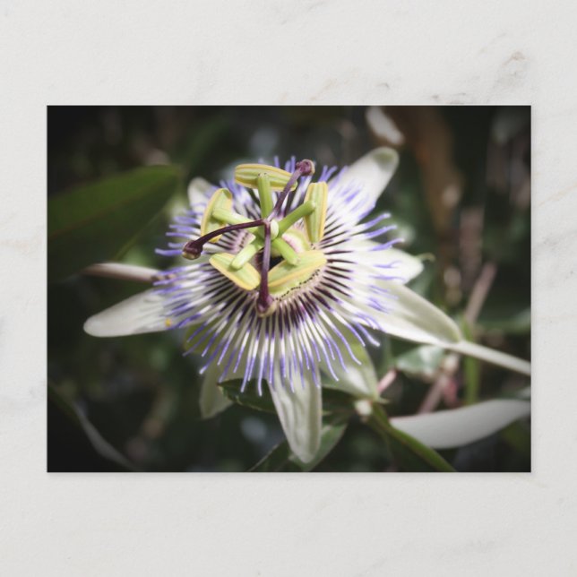 Carte Postale passiflora, fleur, mylife (Devant)