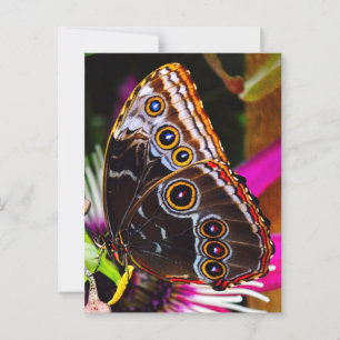 Carte Postale Passiflora VIOLACEA et un papillon morpho bleu