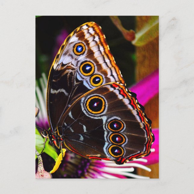 Carte Postale Passiflora VIOLACEA et un papillon morpho bleu (Devant)