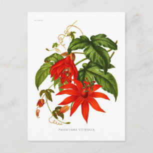 Carte Postale Passiflora vitifolia