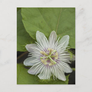 Carte Postale Passiflore de Galapagos Passiflora foetida