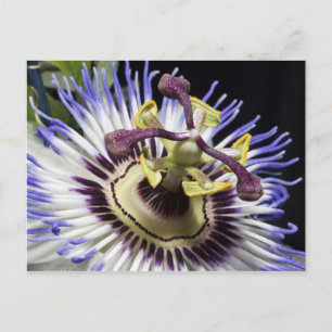 Carte Postale Passiflore en gros plan (MR)
