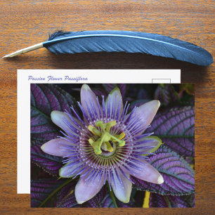 Carte Postale Passiflore Violette et Bouclier Persan Photographi