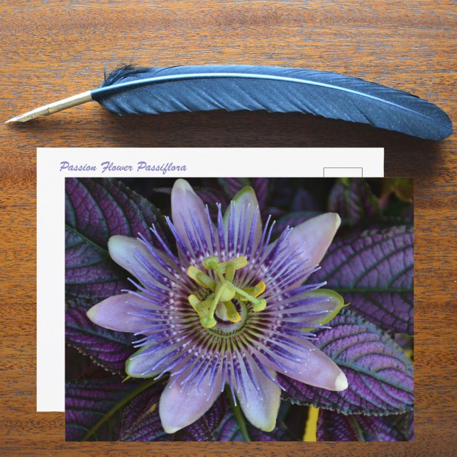 Carte Postale Passiflore Violette et Bouclier Persan Photographi (Créateur téléchargé)