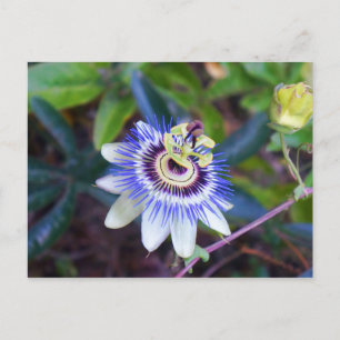Carte postale Passion Flower