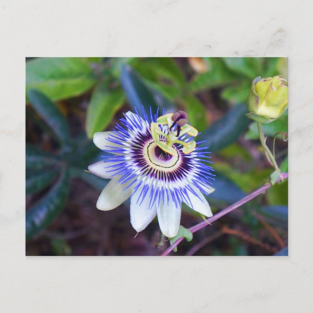 Carte postale Passion Flower (Devant)